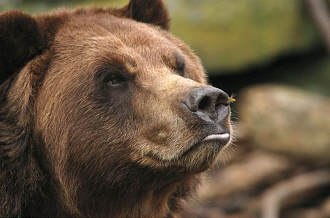 natgeo