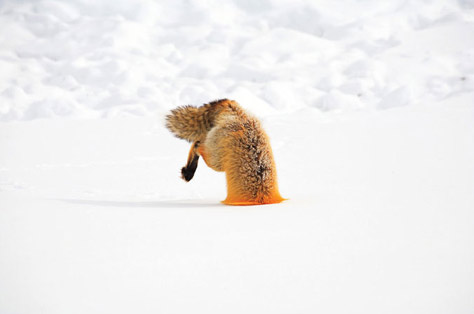 natgeo