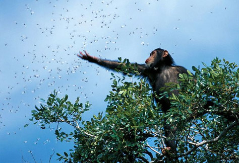 natgeo